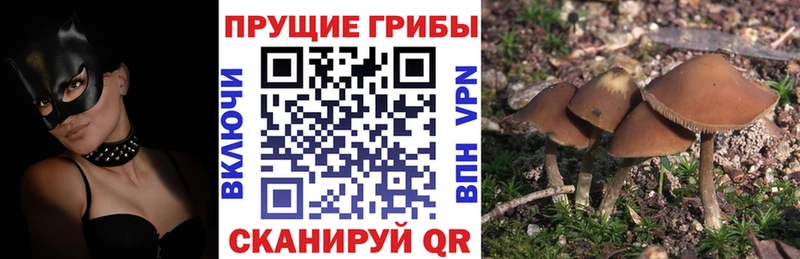 Псилоцибиновые грибы Psilocybine cubensis  Купить где  Железногорск-Илимский 